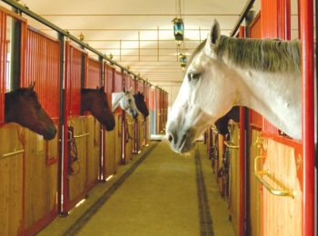 Una Giornata A Cavallo In Lombardia Con Tutta La Famiglia