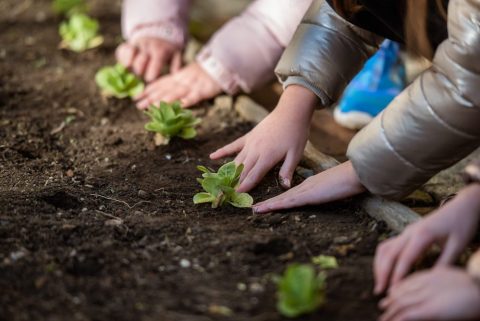 L’orto, un ambiente unico di apprendimento educativo