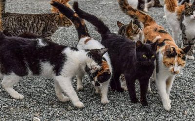 Finanziati 25 progetti per gatti randagi e colonie feline