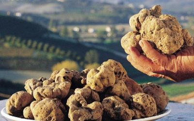 Dal 1° ottobre la “cerca” del tartufo