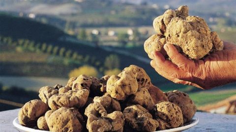 Dal 1° ottobre la “cerca” del tartufo