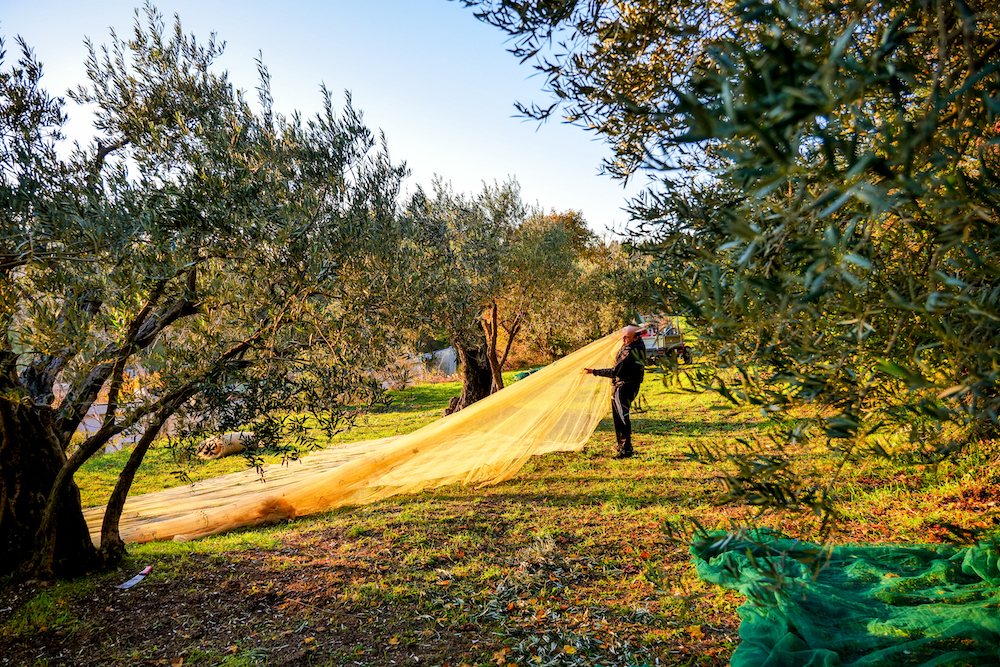 raccolta olive