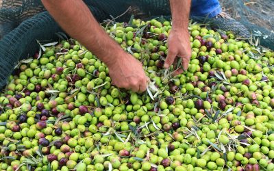 La raccolta delle olive