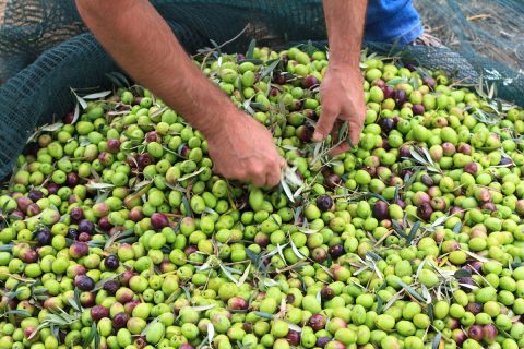 La raccolta delle olive